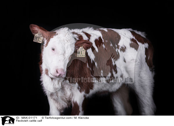 Fleckvieh cattle calf / MAK-01171