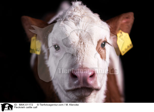 Fleckvieh cattle calf / MAK-01172