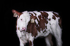 Fleckvieh cattle calf