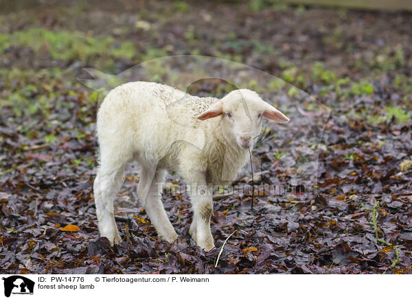 Waldschaf Lamm / forest sheep lamb / PW-14776