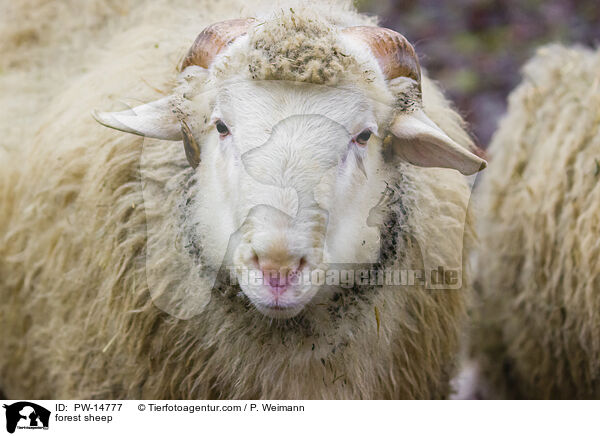 Waldschaf / forest sheep / PW-14777