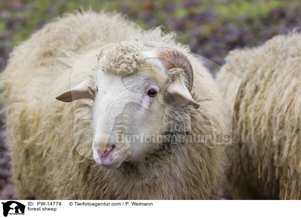 Waldschaf / forest sheep / PW-14778