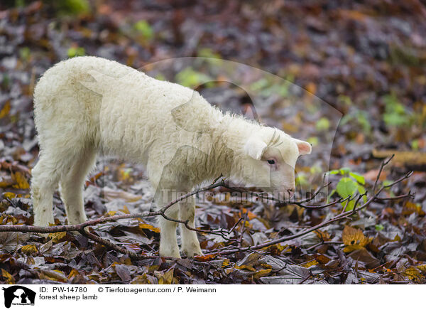 Waldschaf Lamm / forest sheep lamb / PW-14780