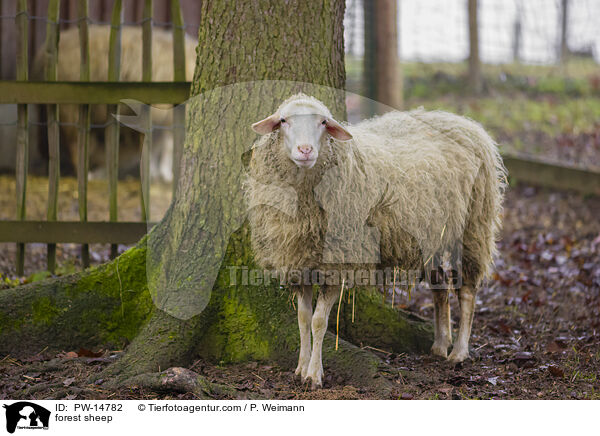 forest sheep / PW-14782