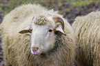 forest sheep