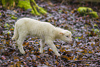 forest sheep lamb