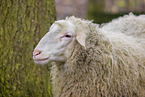 forest sheep