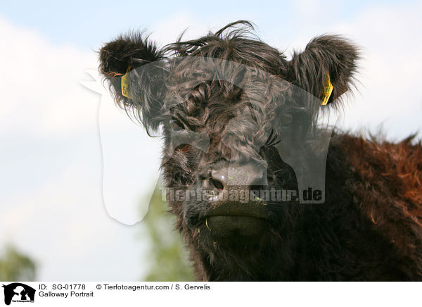 Galloway Portrait / Galloway Portrait / SG-01778