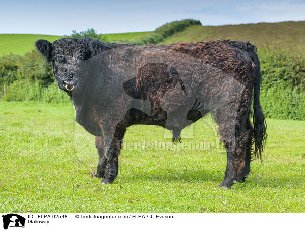 Galloway / Galloway / FLPA-02548
