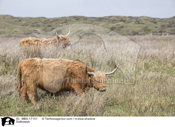 Galloways / MBS-17151