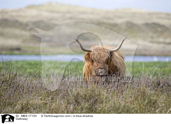 Galloway / MBS-17154