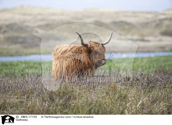 Galloway / MBS-17155