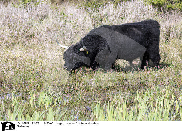 Galloway / MBS-17157