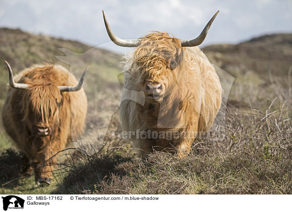 Galloways / Galloways / MBS-17162
