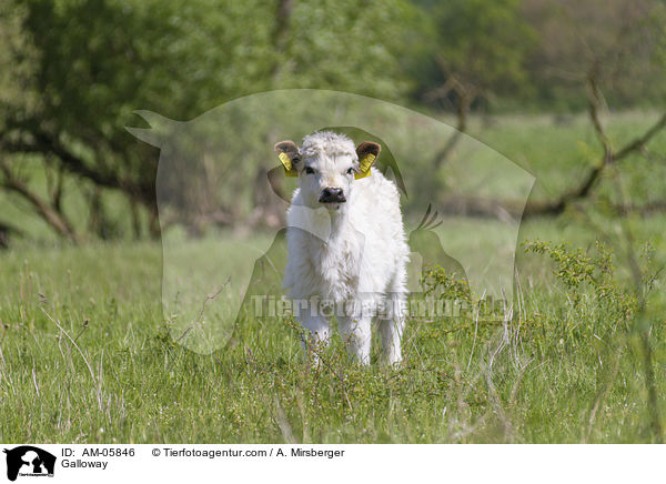 Galloway / AM-05846