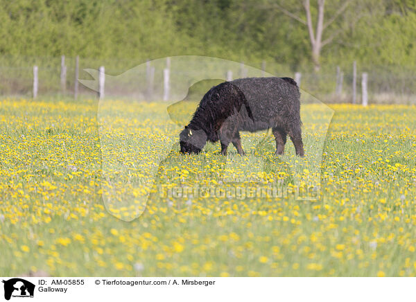 Galloway / Galloway / AM-05855