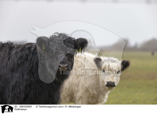 Galloways / Galloways / AM-05860