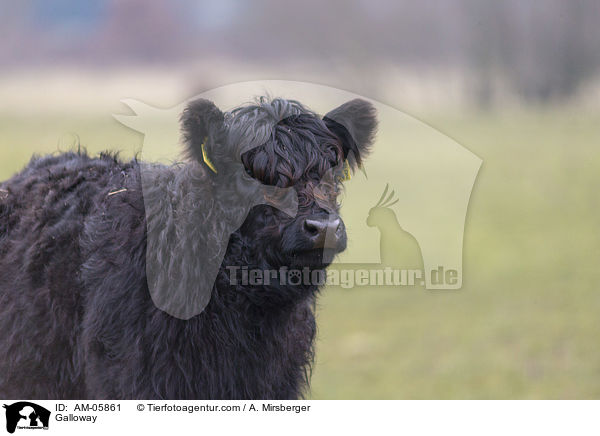 Galloway / AM-05861