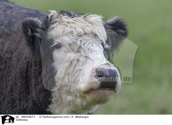 Galloway / AM-05873