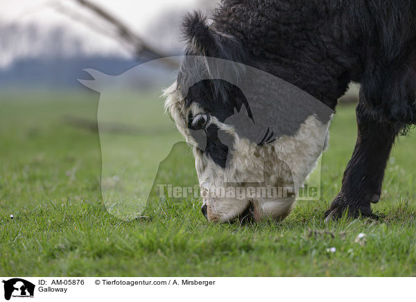 Galloway / Galloway / AM-05876