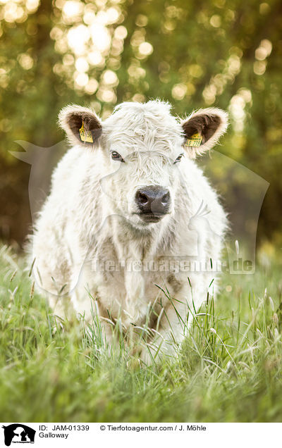 Galloway / Galloway / JAM-01339