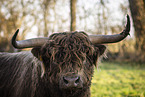 Galloway