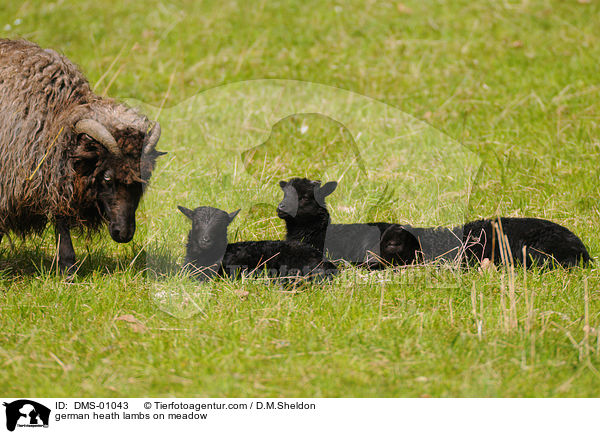 german heath lambs on meadow / DMS-01043