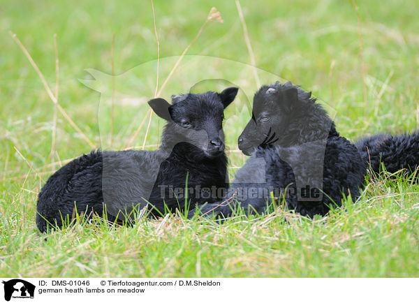 german heath lambs on meadow / DMS-01046