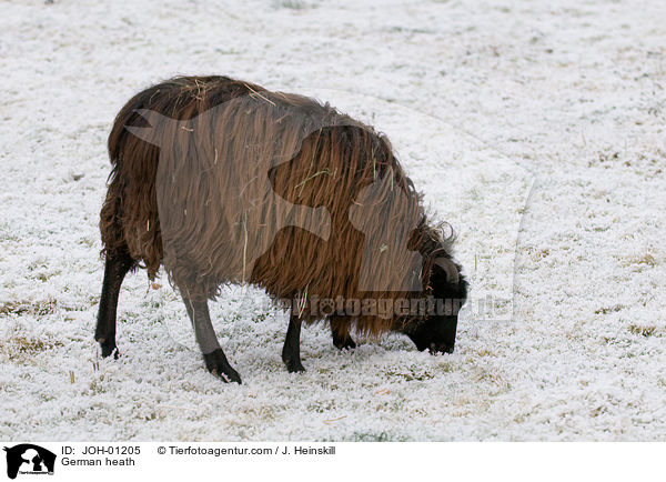 Heidschnucke / German heath / JOH-01205