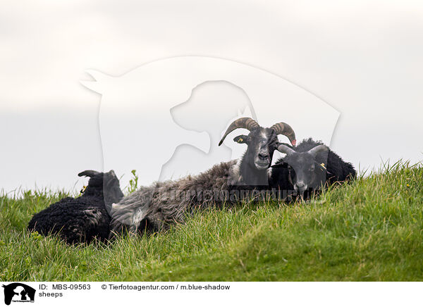 sheeps / MBS-09563