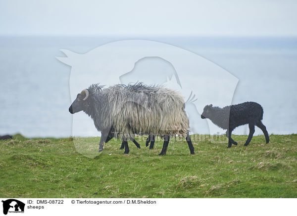 Heidschnucken / sheeps / DMS-08722