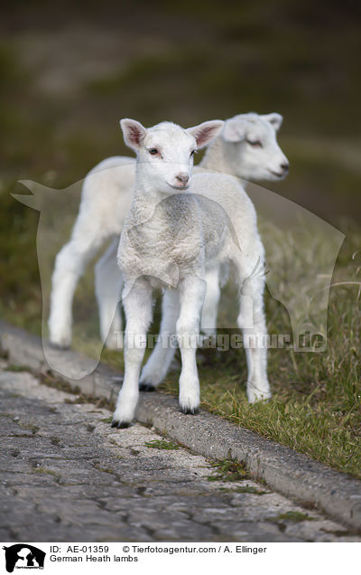 German Heath lambs / AE-01359