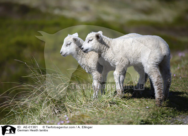 German Heath lambs / AE-01361