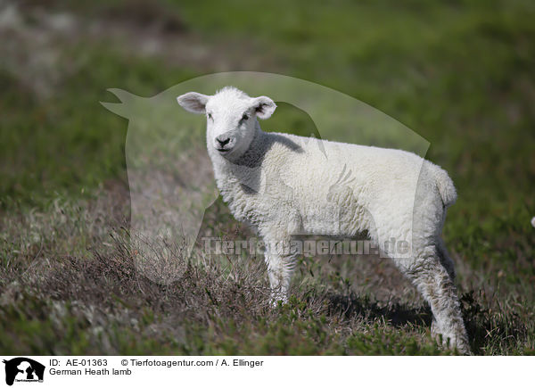 German Heath lamb / AE-01363
