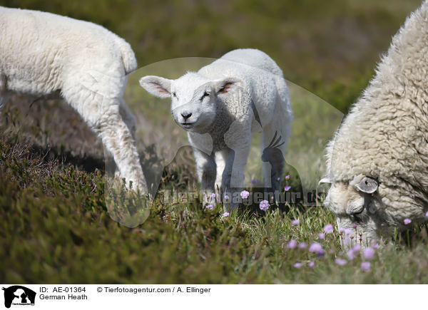 German Heath / AE-01364