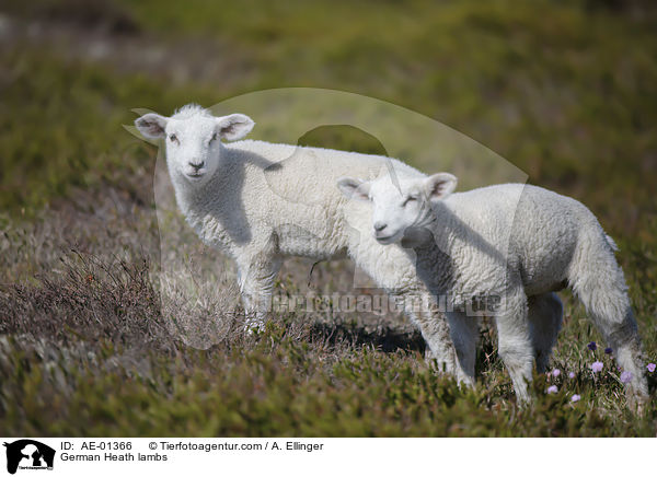 German Heath lambs / AE-01366