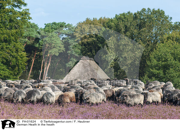 Heidschnucke in der Heide / German Heath in the heath / FH-01624