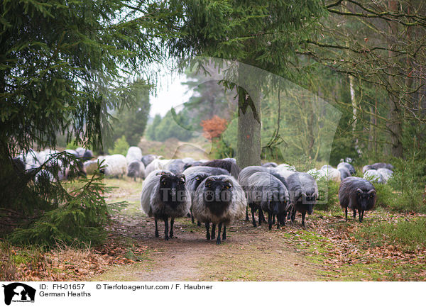 German Heaths / FH-01657