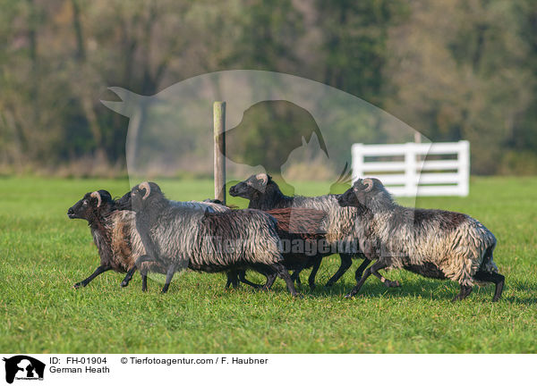 Heidschnucken / German Heath / FH-01904