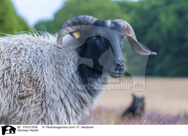 Heidschnucke / German Heath / FH-01938