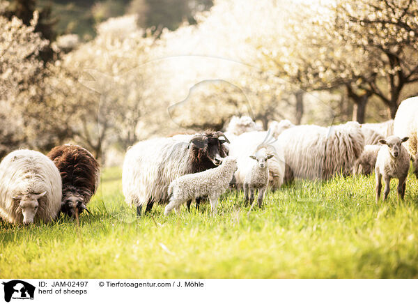 Schafherde / herd of sheeps / JAM-02497