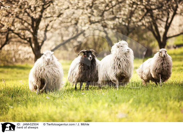 herd of sheeps / JAM-02504