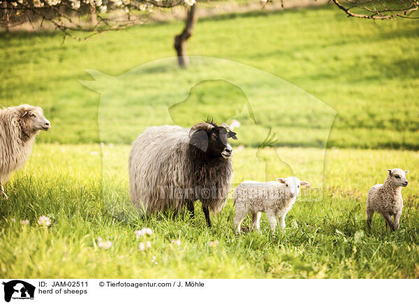 herd of sheeps / JAM-02511