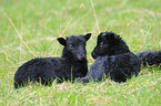 german heath lambs on meadow