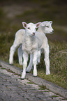German Heath lambs