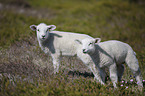 German Heath lambs