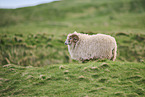 German Heath Schaf