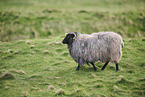 German Heath Schaf
