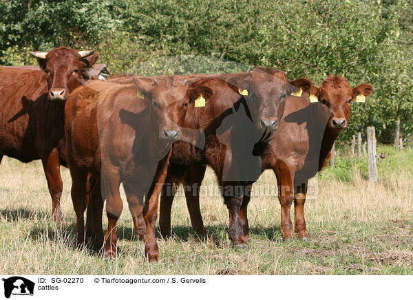 cattles / SG-02270
