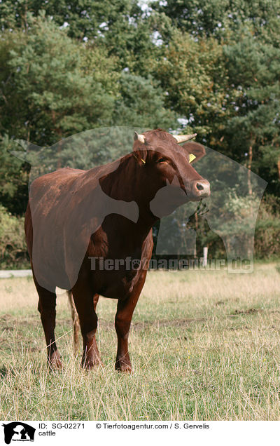 cattle / SG-02271